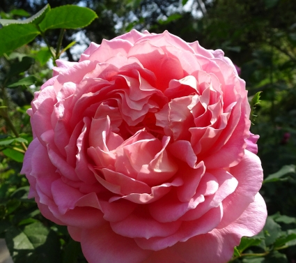 Gertrude Jekyll