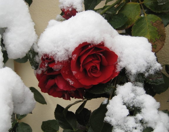 Rose mit Schnee
